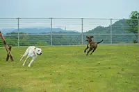 アニテラス