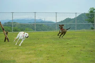 アニテラス