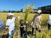 日本酒「神都の祈り」抜穂祭 〜酒米稲刈り体験〜
