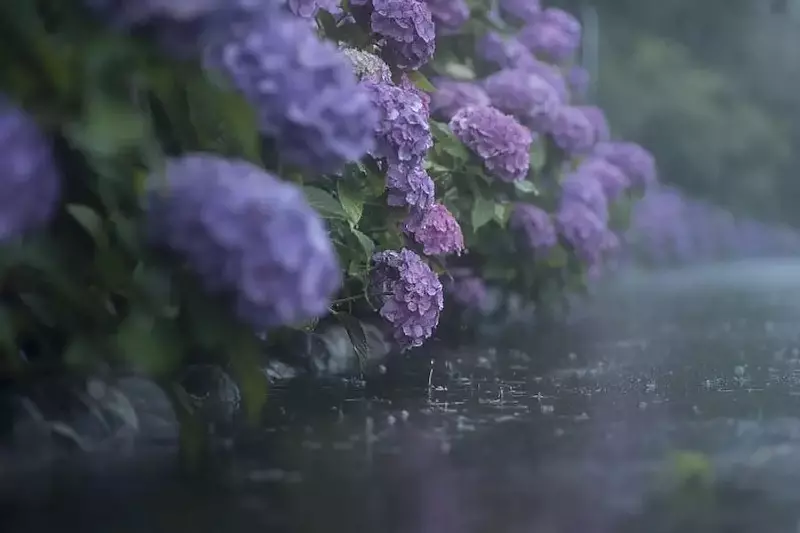 Hortensias en Miya 4 River Park