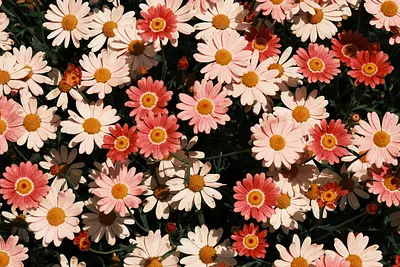 レッドヒルヒーサーの森の春バラ（12）