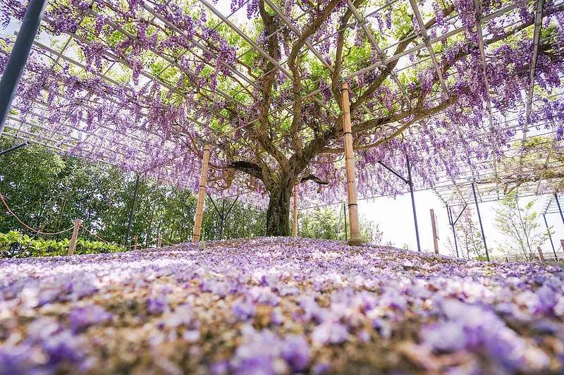 紫藤花園