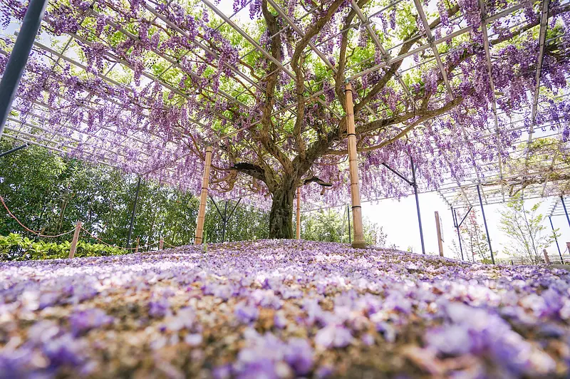 jardín de glicinas