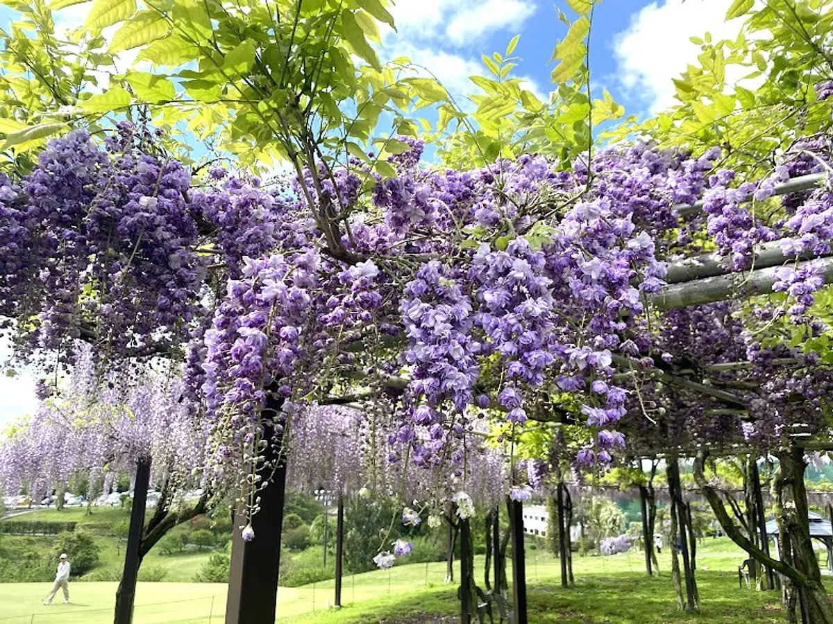 Kazahaya的里藤节