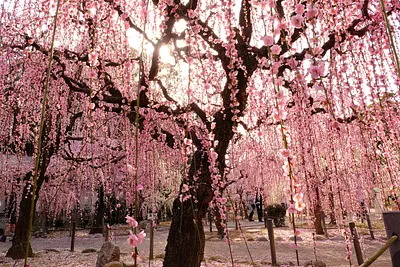 結城神社の枝垂れ梅（1）