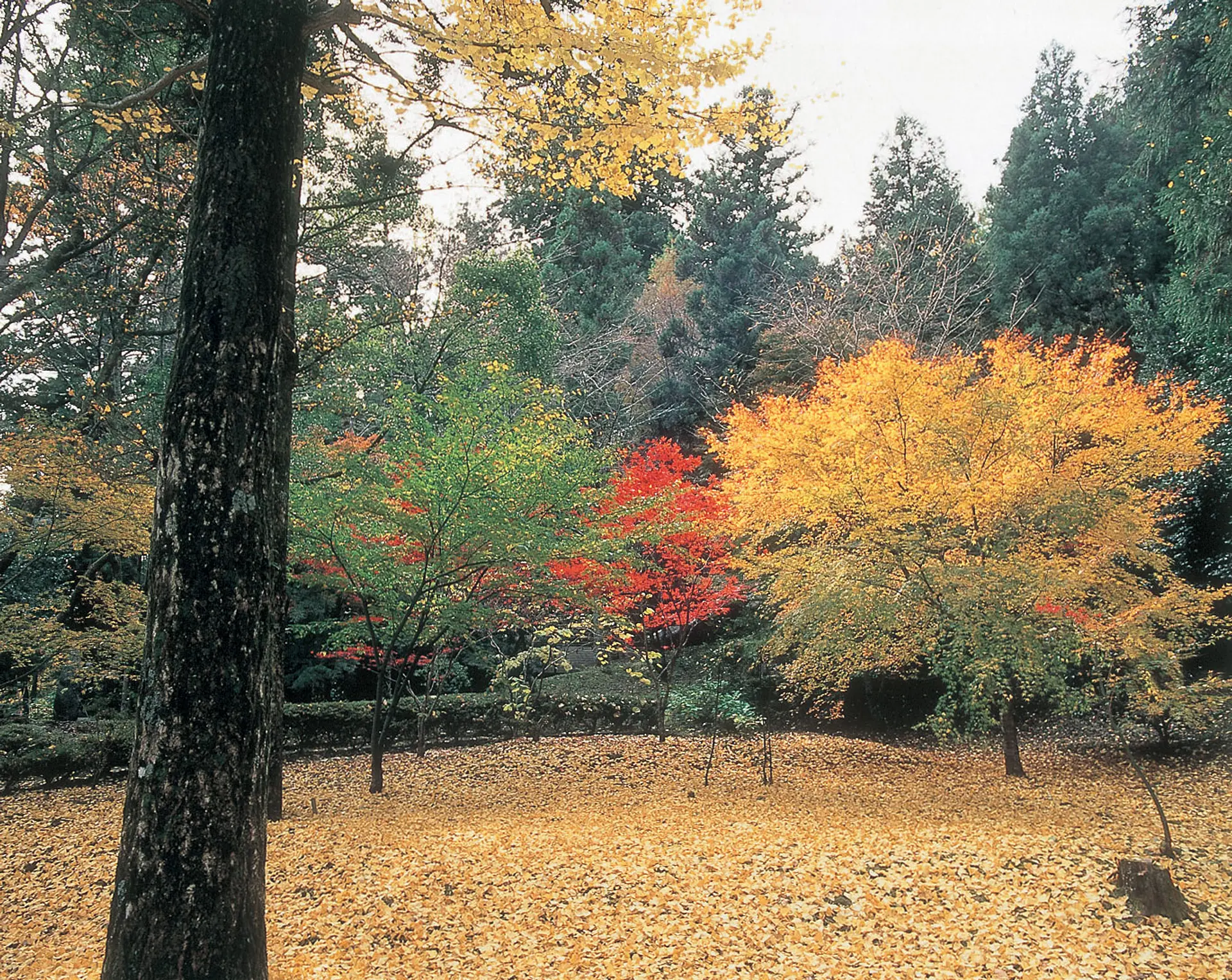 北畠神社のイチョウ