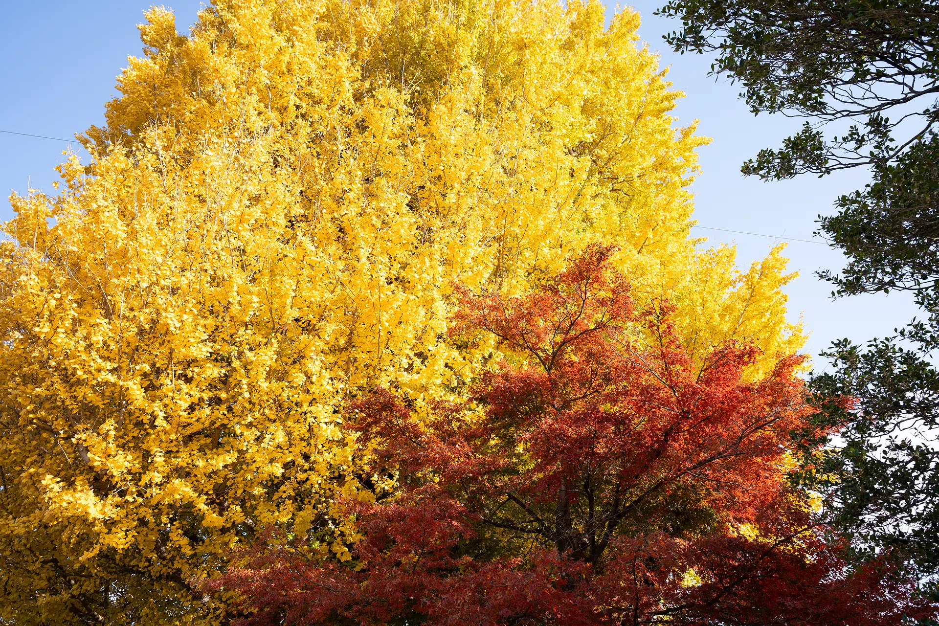 宗英寺のイチョウ