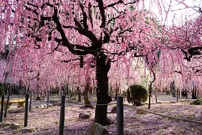 結城神社の枝垂れ梅（3）