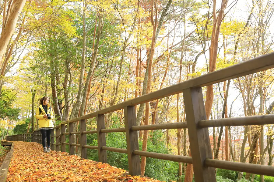 Autumn leaves of Hokusomonyama Himeshara
