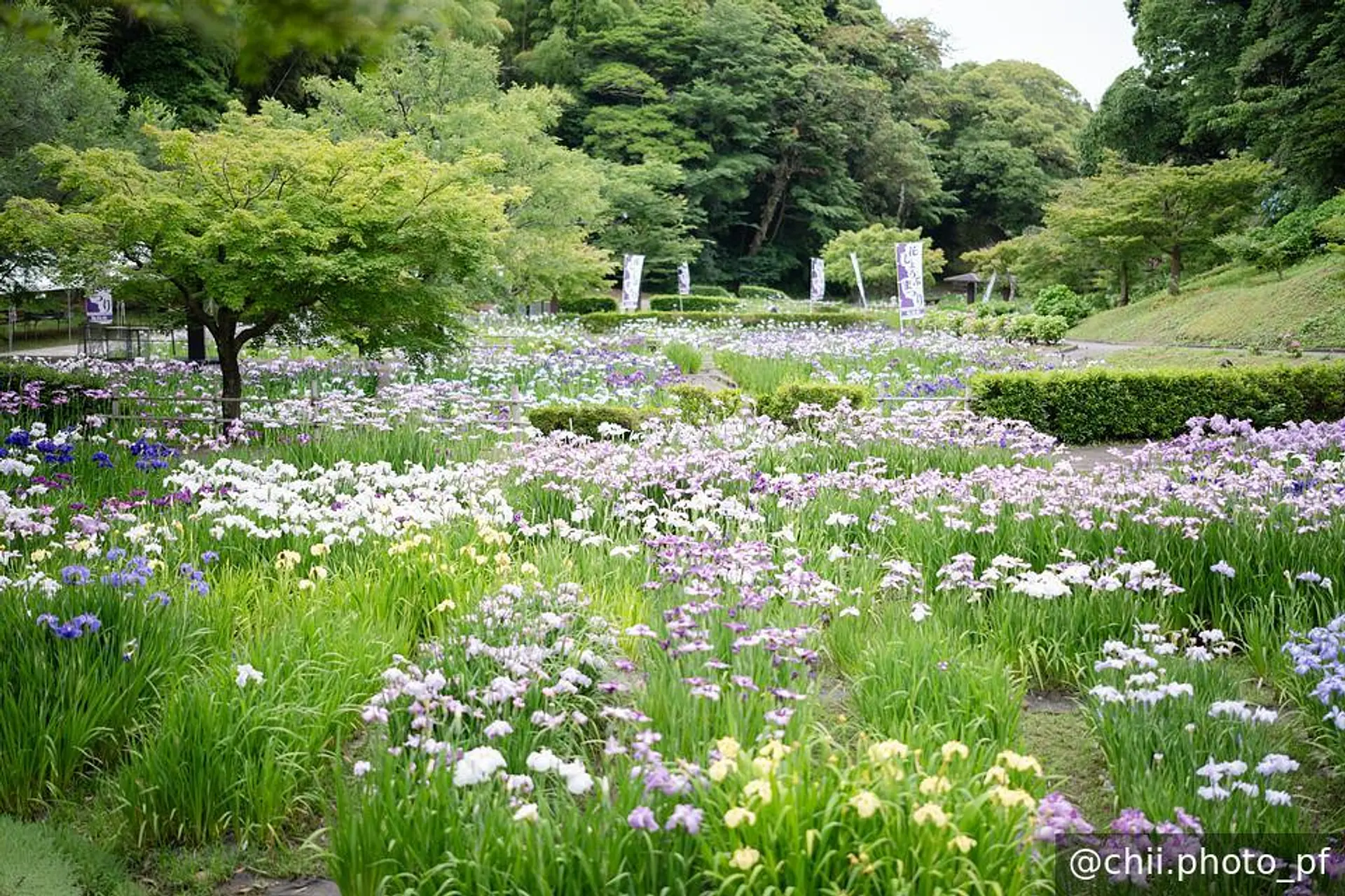 ボリューム満点の花菖蒲