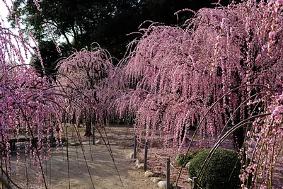 結城神社の枝垂れ梅（4）