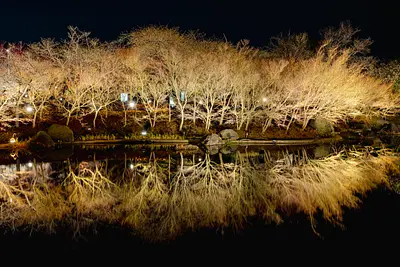 なばなの里イルミネーション（4）