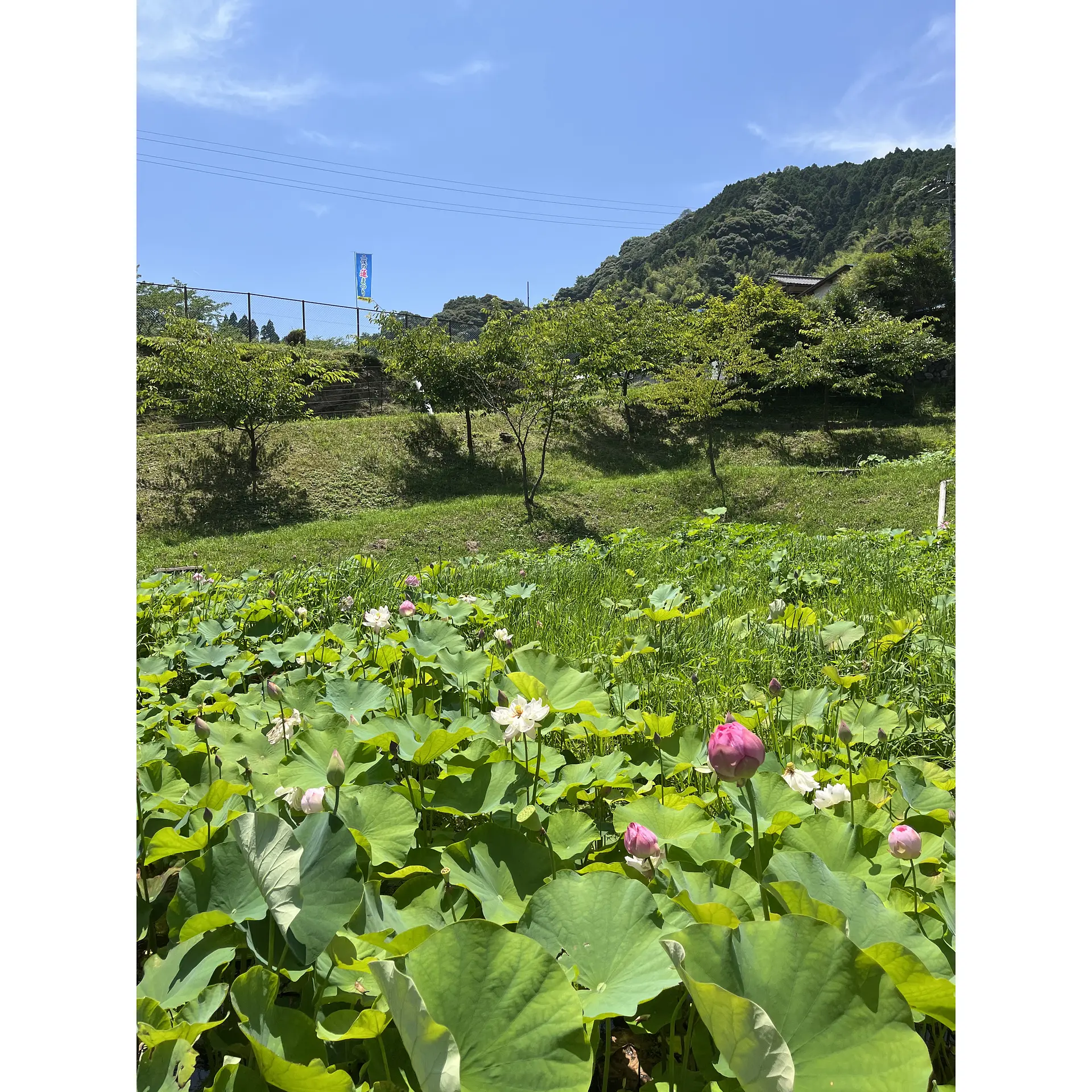 下から、駐車場側を望む