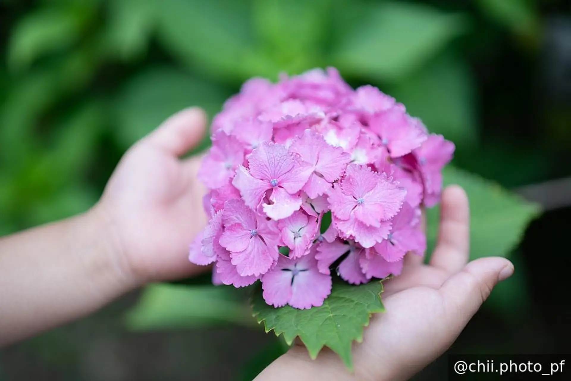 紫陽花