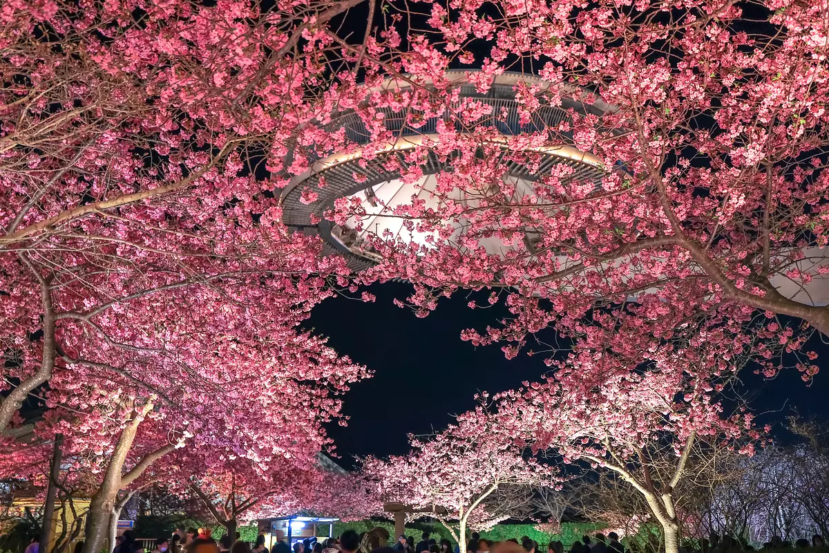 なばなの里】河津桜が見頃！ハートの桜＆夜桜ライトアップも見逃せない