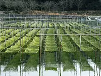 あおさのり養殖風景②