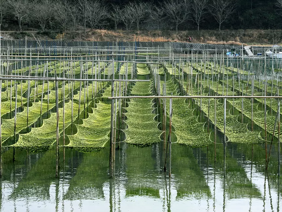 あおさのり養殖風景②