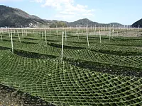 あおさのり養殖風景③