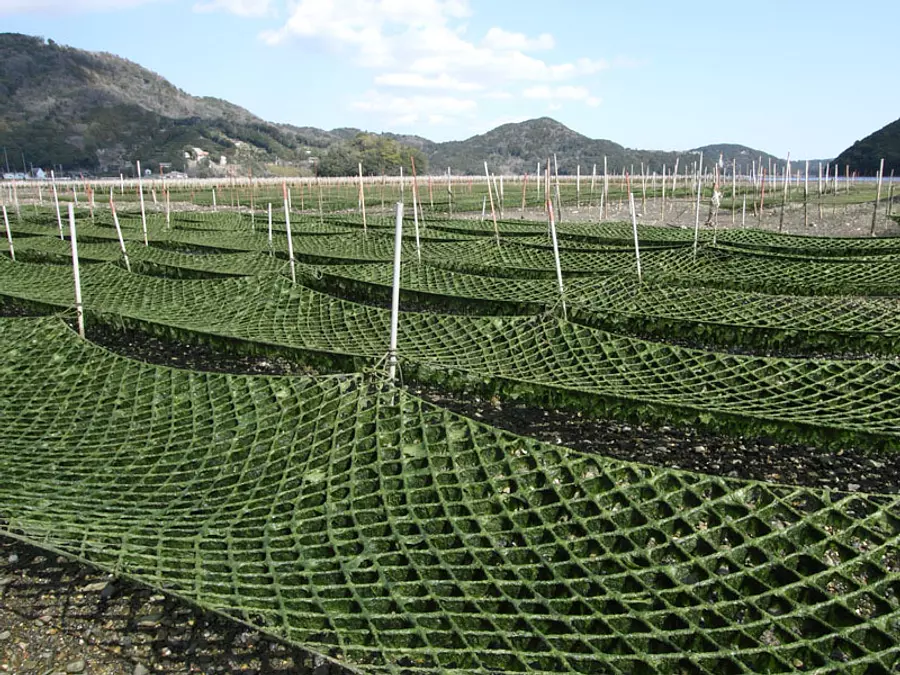 あおさのり養殖風景③