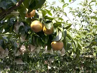 津市・久居の梨