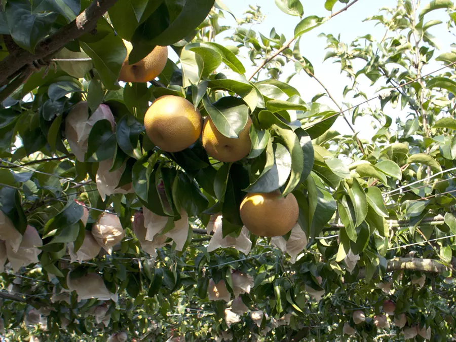 津市・久居の梨