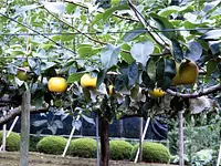 津市・久居の梨