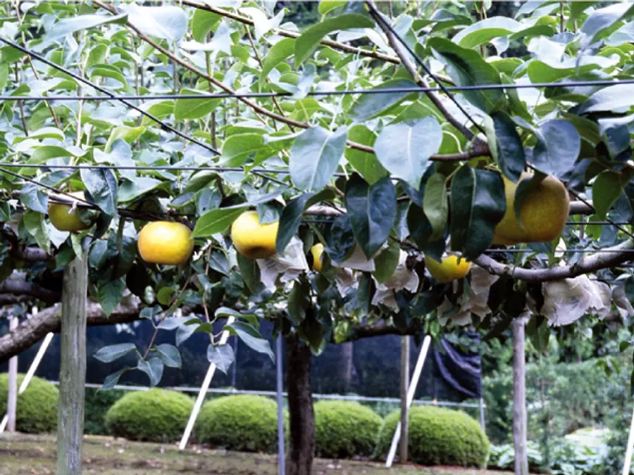 津市・久居の梨