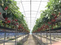 玉城ふれあい農園