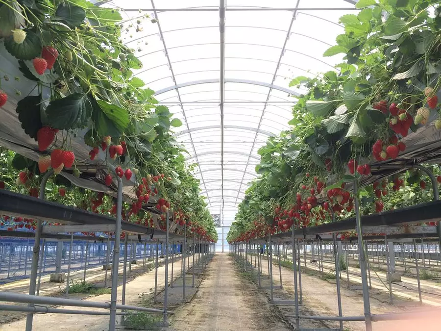 玉城ふれあい農園