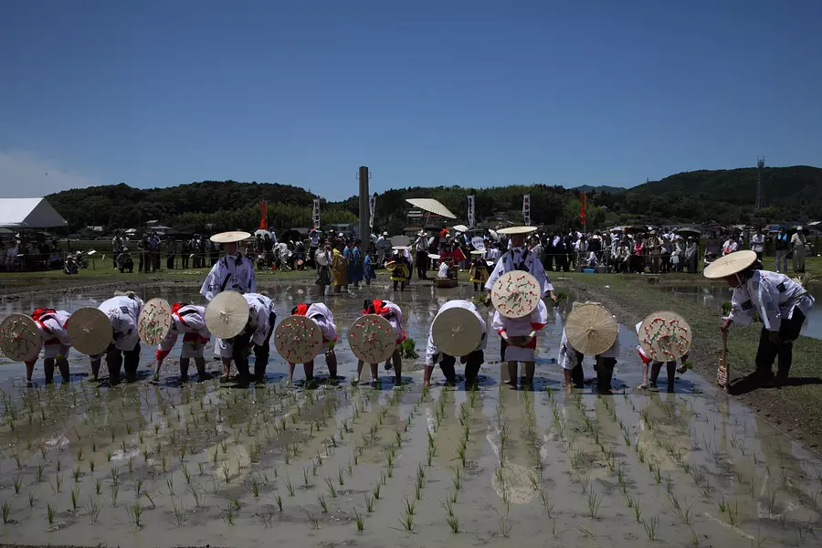 伊雑宮御田植祭