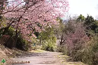 さくら坂周辺（2019年3月9日 撮影）