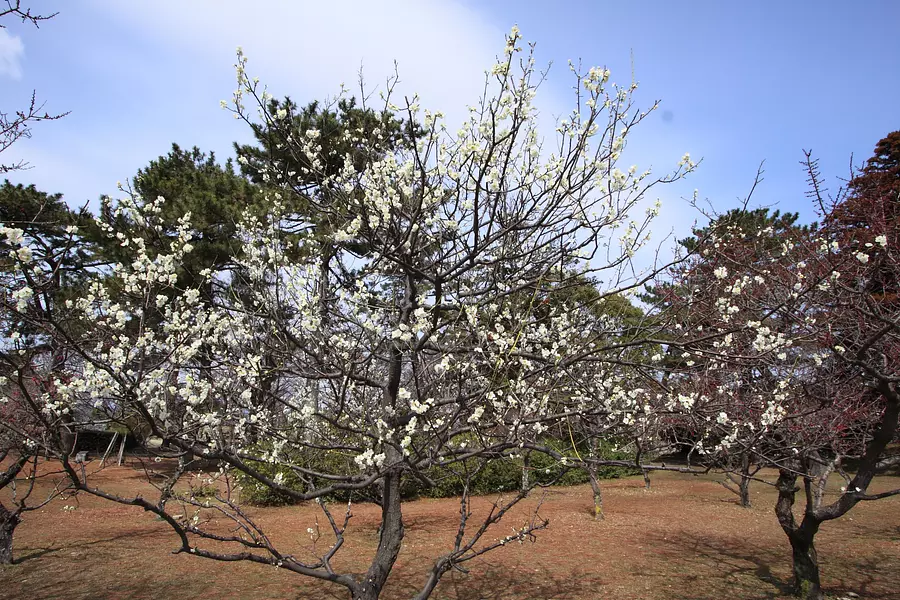 【花】松阪公園（松坂城跡）の梅（開花状況・見頃やアクセス情報も掲載）
