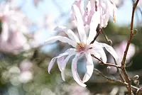 Shidekobushi ของ ทาบิกา（tabika）[ดอกไม้]