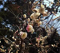 【花】松阪公園（松坂城跡）の梅（開花状況・見頃やアクセス情報も掲載）