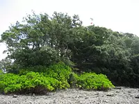 狮子岛树丛 (2)