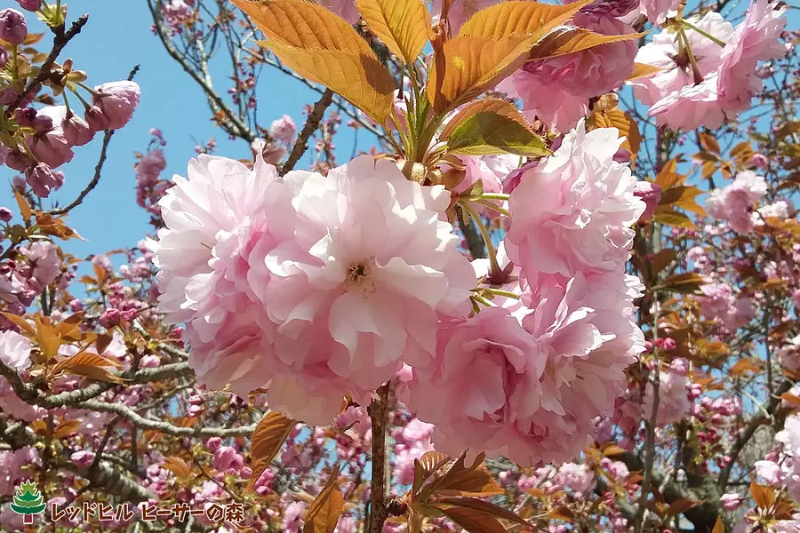 八重咲き品種の関山(カンザン)（2017年4月16日 撮影）