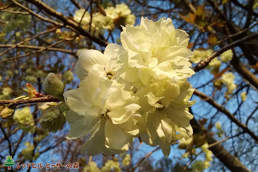 八重咲き品種のウコン桜（2017年4月16日 撮影）