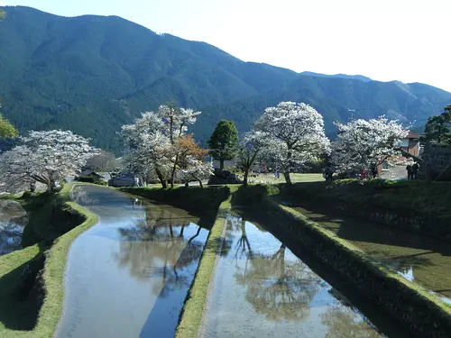 Mitaki cherry blossoms