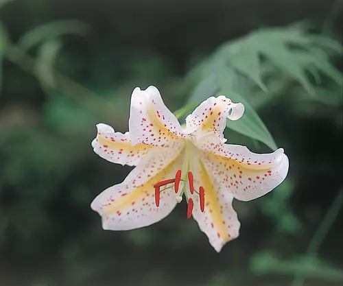 mountain lily