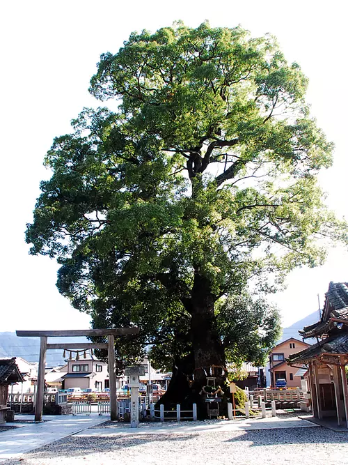 尾鷲神社的大樟 (1)