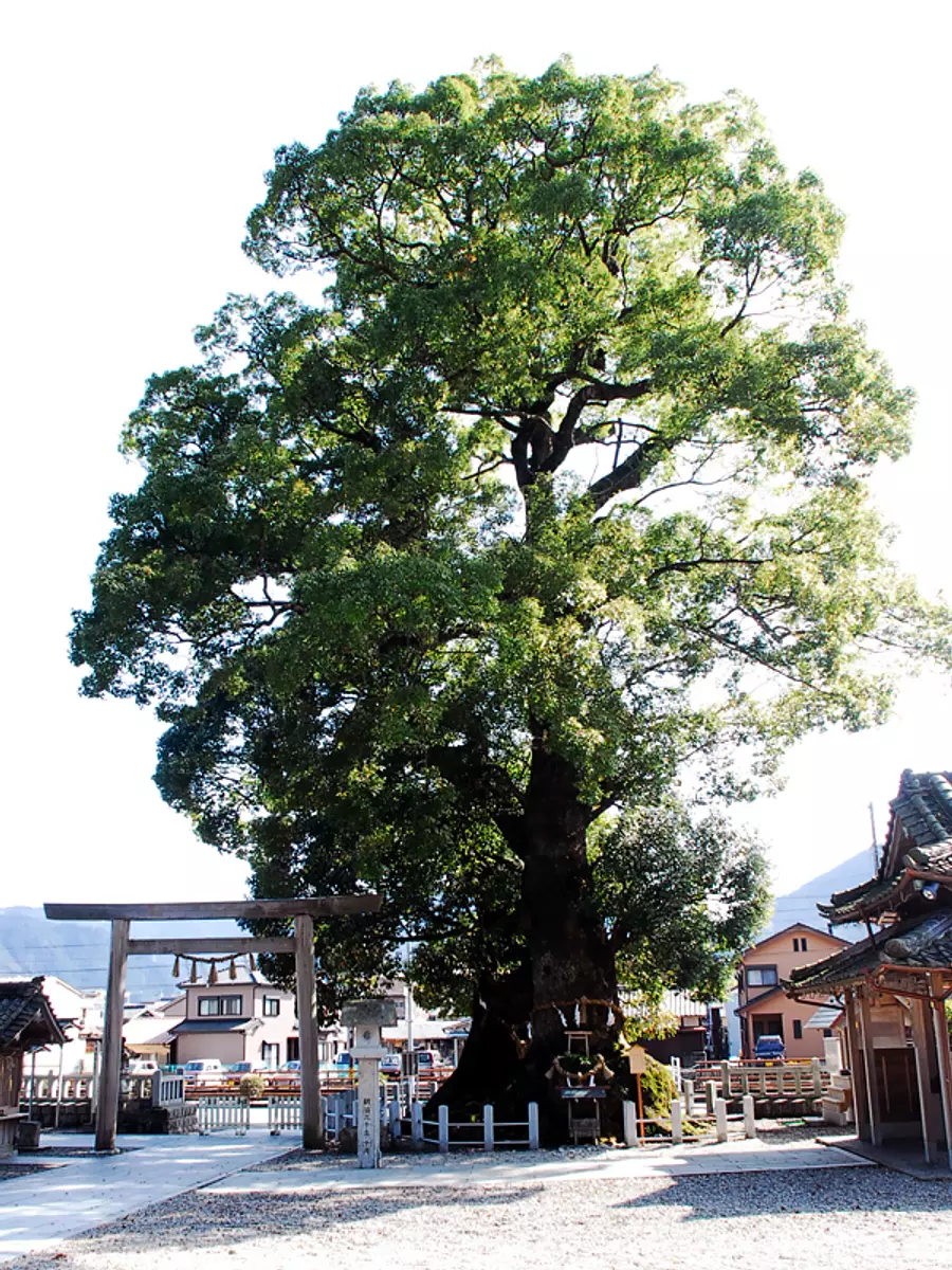 Large camphor of Owase Shrine①
