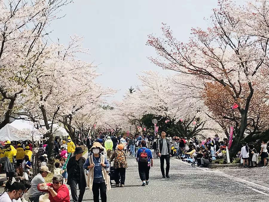 Festival des fleurs de cerisier de Taokaji Nawate