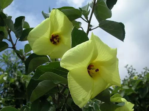 [Flores] Hamabou en la desembocadura del río Aokawa