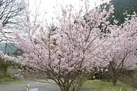 Festival des cerisiers en fleurs de Yokowa