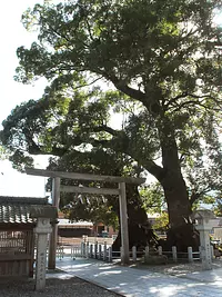 Large camphor tree at Owase Shrine②