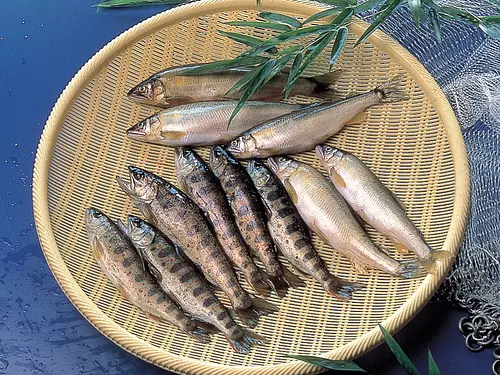 香魚・香魚