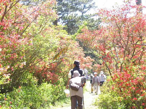 大平つつじ山①