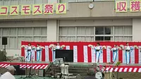 ひじきコスモス祭り2018