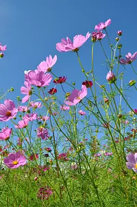 菰野町 田光のコスモス