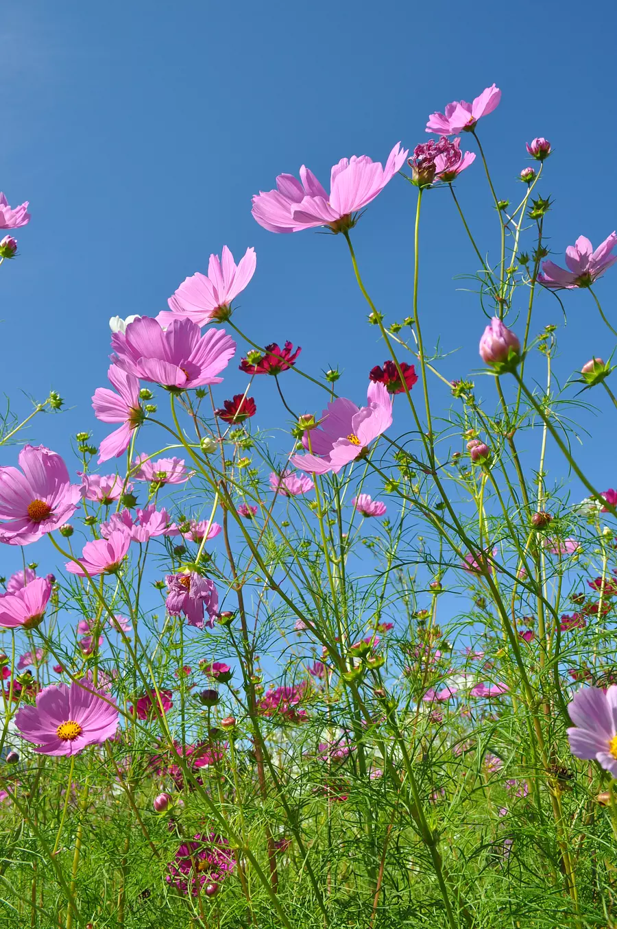 菰野町 田光のコスモス